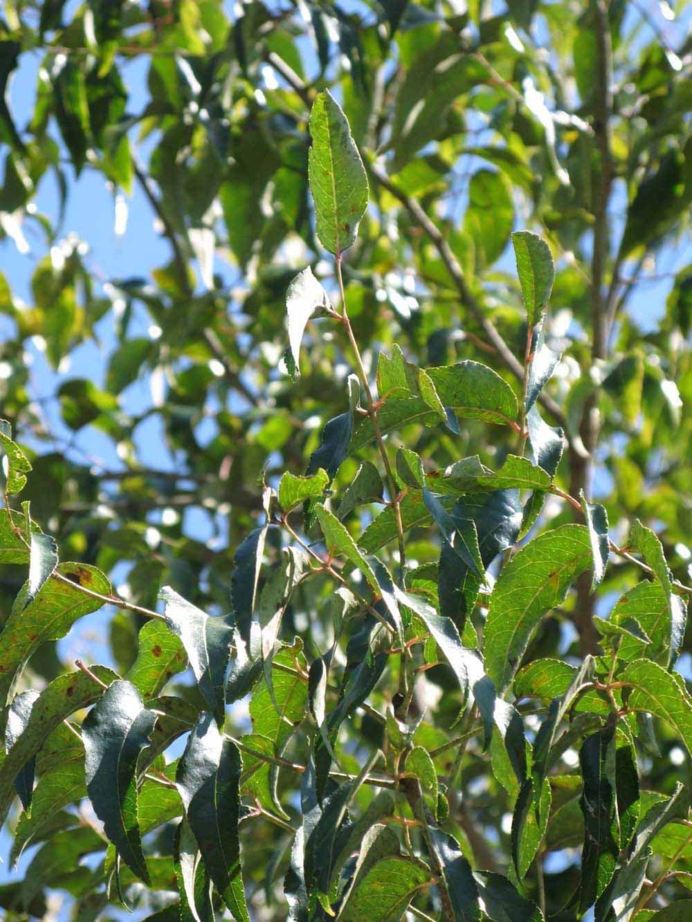              Sun leaves (Winter Haven, FL)       